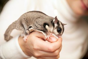 Manfaat Memelihara Sugar Glider