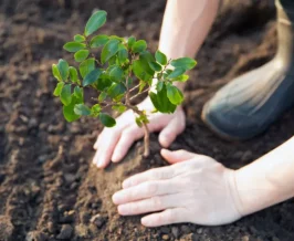 edukasi penanaman pohon kembali