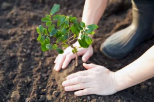 edukasi penanaman pohon kembali
