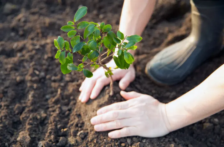 edukasi penanaman pohon kembali